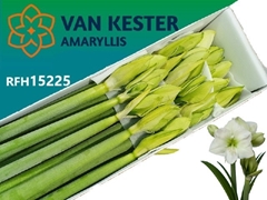 Hippeastrum White Sensation 75cm