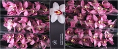 Cymbidium Sky Scraper 80cm