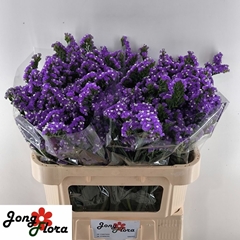 Limonium Sinuatum Crystal Dark Blue 70cm 30gr.