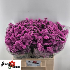 Limonium Sinuatum Raspberry Wings 60cm 25gr.