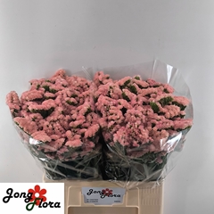Limonium Sinuatum Peach Wings 60cm 20gr.