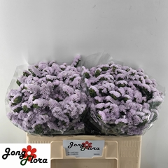 Limonium Sinuatum Fairy Wings 50cm 20gr.