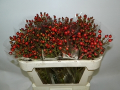 Rosa Classic Fruitilia 70cm