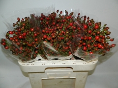 Rosa Classic Fruitilia 60cm