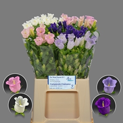 Campanula Medium Mix 60cm