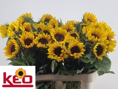 Helianthus Sunrich Orange 80cm