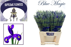 Iris Blue Magic 60cm 36gr.