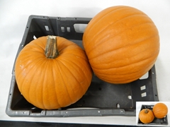 Cucurbita Maxima Halloween 25cm