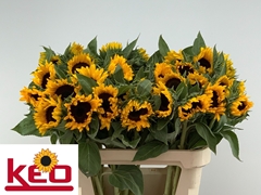 Helianthus Sunrich Orange 80cm