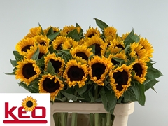 Helianthus Sunrich Orange 80cm