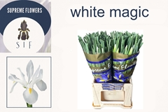 Iris White Magic 52cm 30gr.