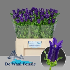Campanula Champion Blue 60cm