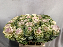 Brassica White Crane 70cm