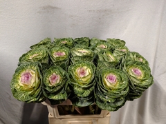 Brassica Crane Bicolour 70cm