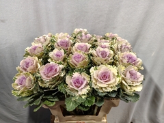 Brassica Empire Akilina 60cm