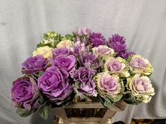 Brassica Mix 60cm