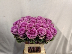 Brassica Empire Olga 65cm