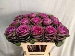 Brassica Condor Red 60cm