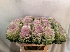 Brassica Crane King 70cm
