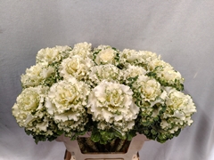 Brassica Crane Ruffle White 60cm