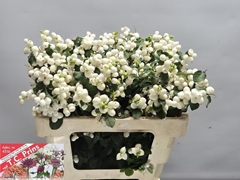 Symphoricarpos Magical Lemon And Lime 55cm