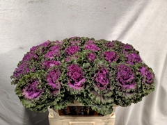 Brassica Crane Ruffle Red 70cm