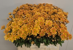 Chrysanth Spray Danielle Bronze 60cm 50gr.