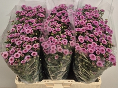Chrysanth Santini Calimero Pink 55cm 40gr.