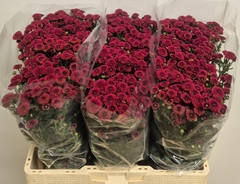 Chrysanth Santini Tammy Red 55cm 40gr.