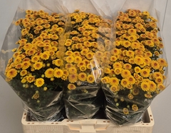 Chrysanth Santini Tammy Sunny 55cm 40gr.