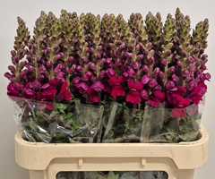 Antirrhinum Opus Red 75cm