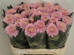 Chrysanth Single Marielle 75cm 85gr.