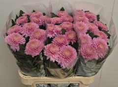 Chrysanth Single Marielle 75cm 90gr.
