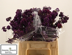 Callicarpa Bodinieri Profusion 40cm