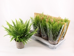 Nephrolepis Green Lady 14Ø 40cm
