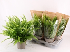 Nephrolepis Sonata 17Ø 50cm
