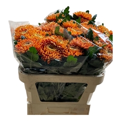 Chrysanth Single Astro 75cm 90gr.