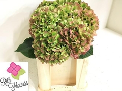 Hydrangea Verena Classic 50cm 16-18cm Hd