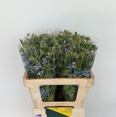 Oxypetalum Coeruleum Heavenborn 50cm
