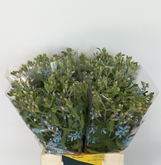 Oxypetalum Coeruleum Heavenborn 45cm