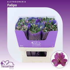 Alstroemeria Falipo 75cm 80gr.