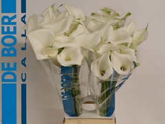 Zantedeschia Pure Art 80cm