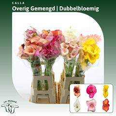 Zantedeschia Mixed 70cm Twisted