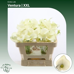 Zantedeschia Captain Ventura 50cm