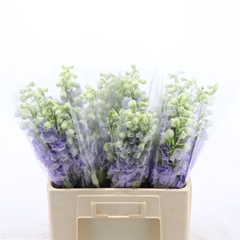Delphinium Double Dev Lavender Love 60cm