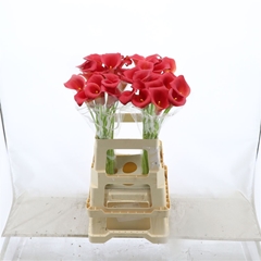 Zantedeschia Captain Bermuda 65cm