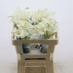 Zantedeschia Pure Art 50cm