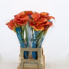 Zantedeschia Merengue 70cm