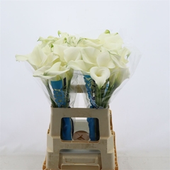 Zantedeschia Pure Art 60cm