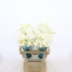 Zantedeschia Pure Art 55cm